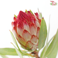 Protea Robijn