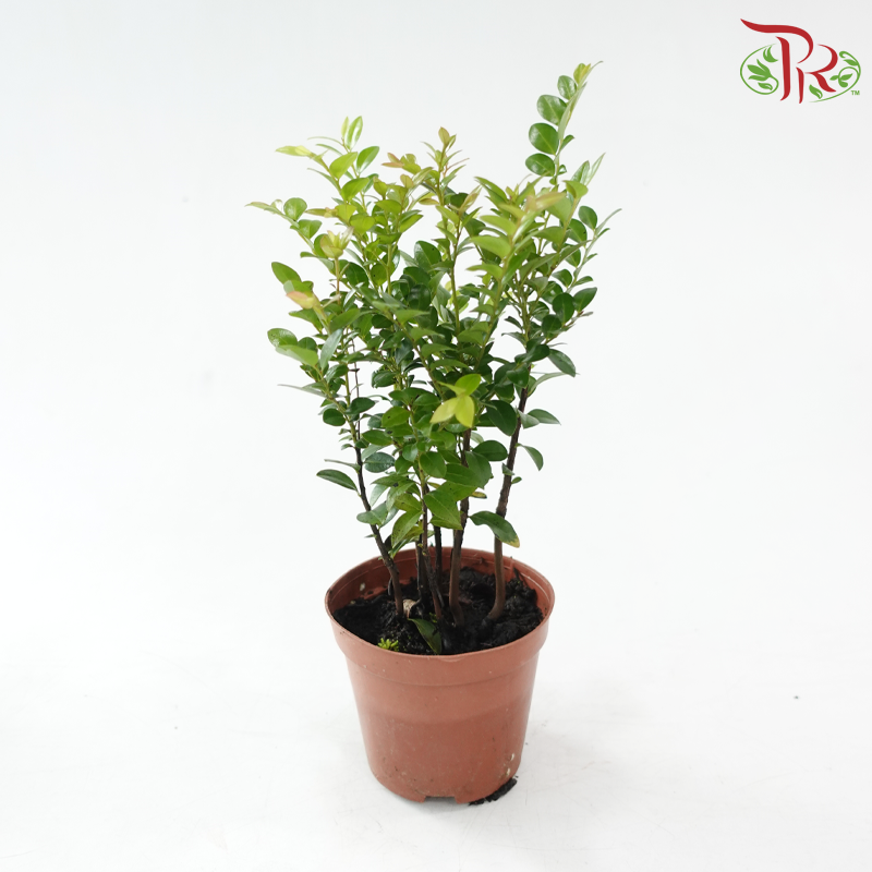 Pterocarpus Lollipop P90《小叶紫檀》