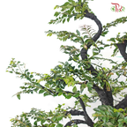 Pterocarpus 《小叶紫檀》(S) - 1 Stain