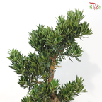 PODOCARPUS 菊花罗汉松 D25CM (S)