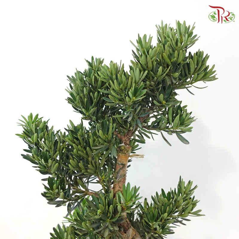 PODOCARPUS 菊花罗汉松 D25CM (S)