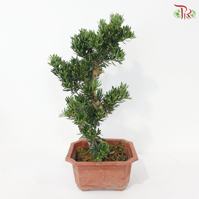 PODOCARPUS 菊花罗汉松 D25CM (S)