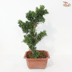 PODOCARPUS 菊花罗汉松 D25CM (S)
