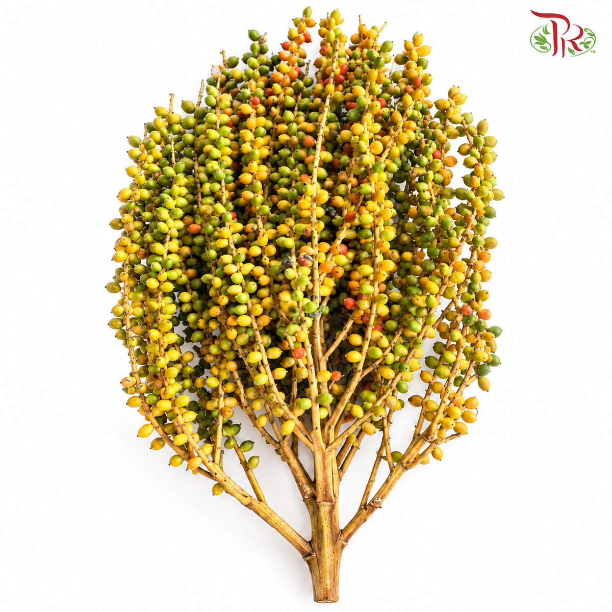 Ptychosperma Macarthurii Fruit