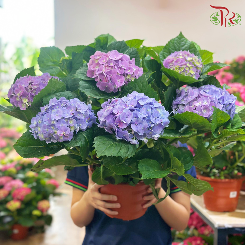 Hydrangea Potted Plant《绣球花》