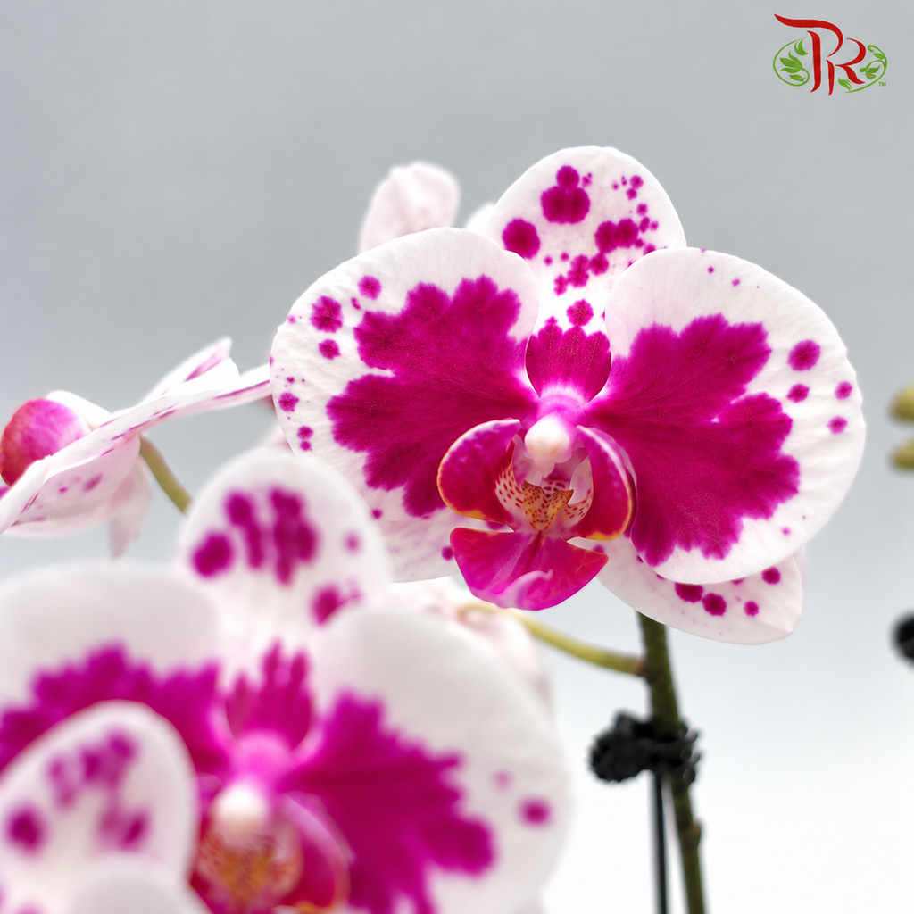 Big Double Stem Phalaenopsis Orchid