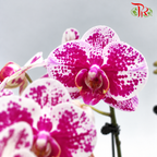 Big Double Stem Phalaenopsis Orchid