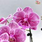 Big Double Stem Phalaenopsis Orchid
