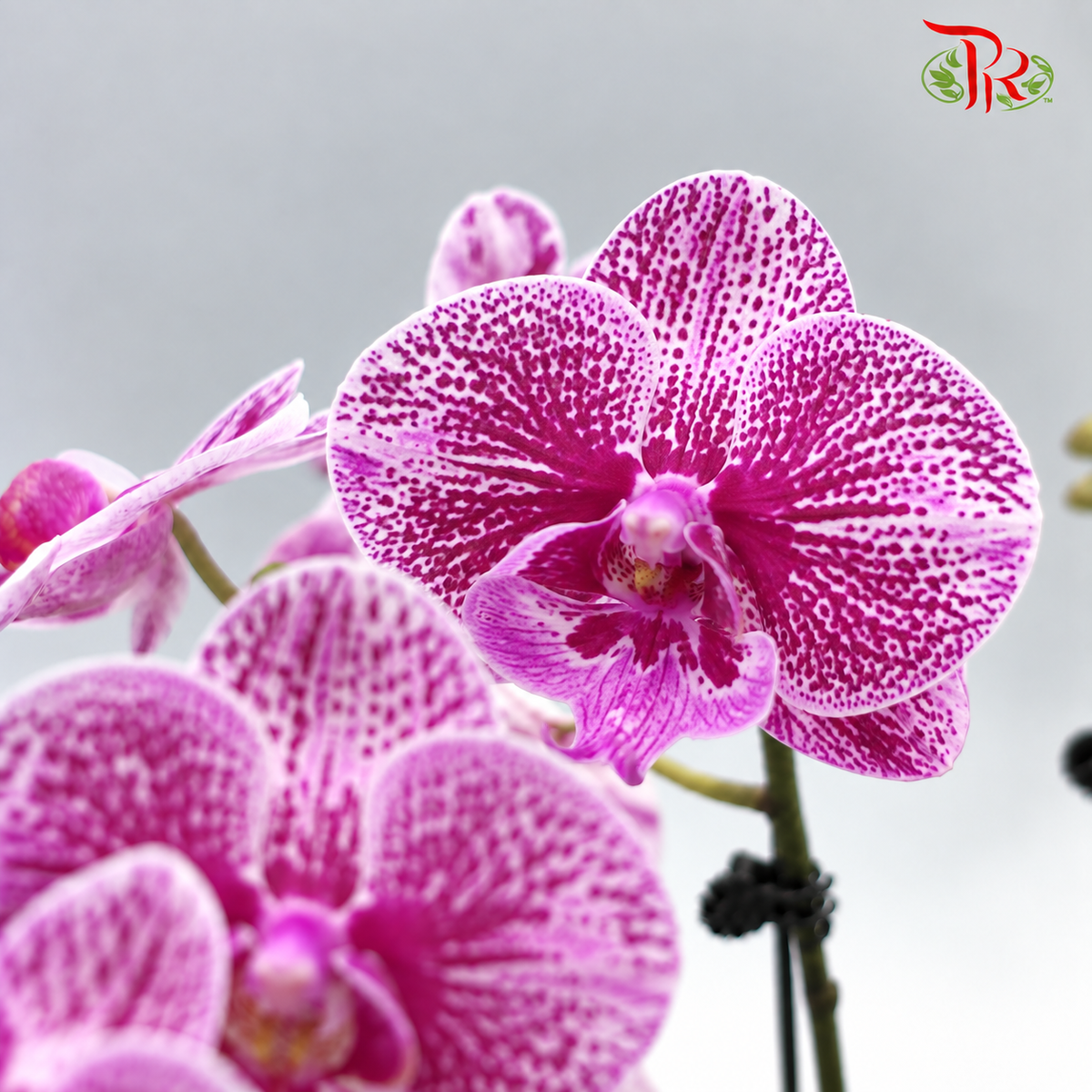 Big Double Stem Phalaenopsis Orchid