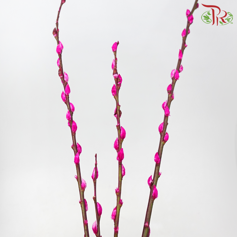 Pussy Willow Spray