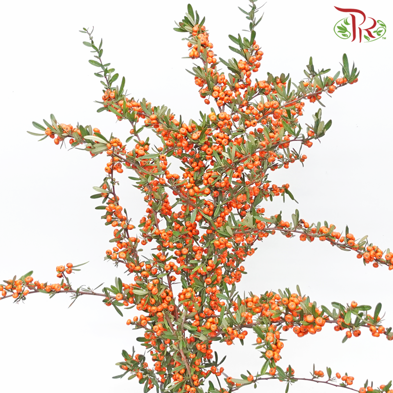 Pyracantha - Orange (Huo Bao Guo) (Per Bunch) - Pudu Ria Florist