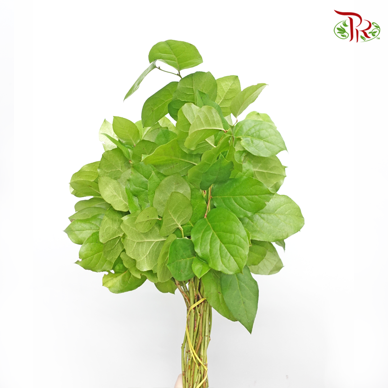 Salal Leaf (Per Bunch) - Pudu Ria Florist