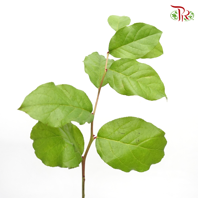 Salal Leaf (Per Bunch) - Pudu Ria Florist