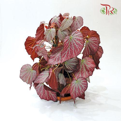 Begonia Two Faces《秋海棠》 - Pudu Ria Florist