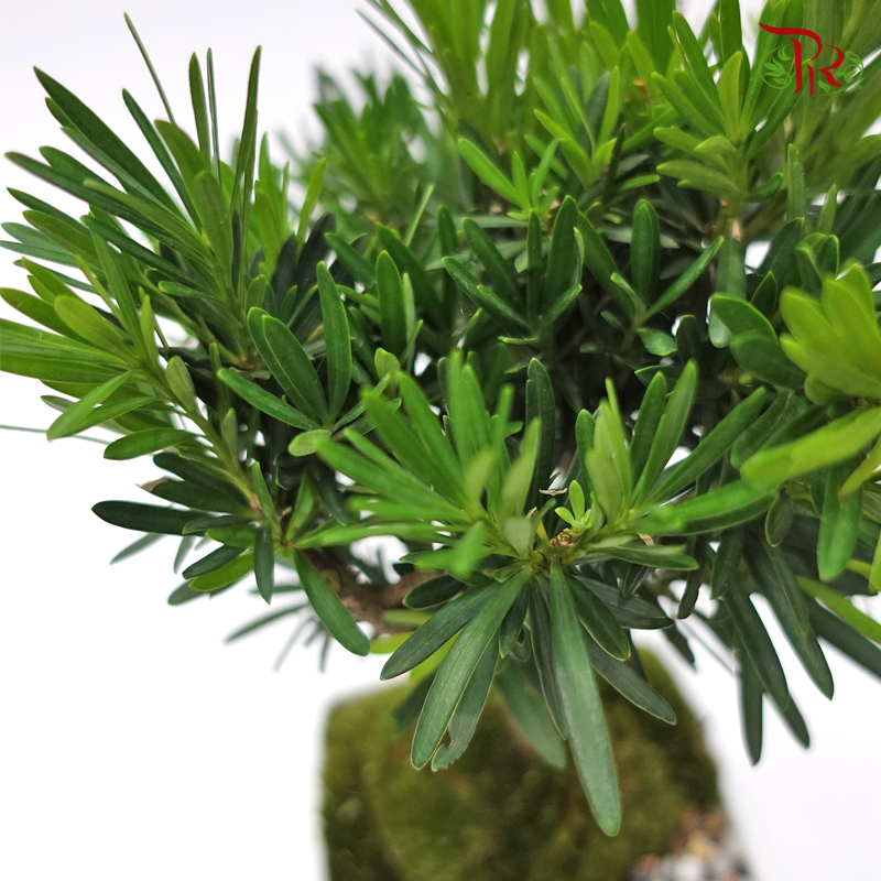 Podocarpus Macrophyllus Plant Arrangement   《罗汉松盆栽》 - Pudu Ria Florist
