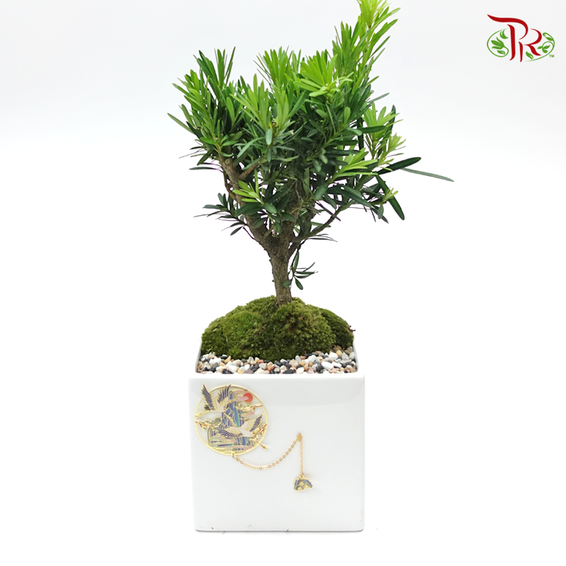 Podocarpus Macrophyllus Plant Arrangement   《罗汉松盆栽》 - Pudu Ria Florist