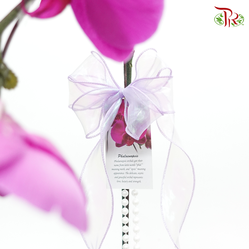 Wonderful Gift-  Orchid Arrangement (Random Choose Colour) - Pudu Ria Florist