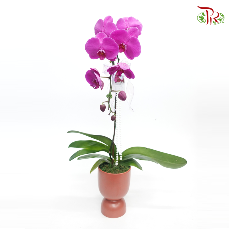 Wonderful Gift-  Orchid Arrangement (Random Choose Colour) - Pudu Ria Florist