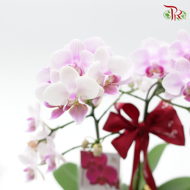 Phalaenopsis Orchid Arrangement Worth RM148 - Random colour - Pudu Ria Florist