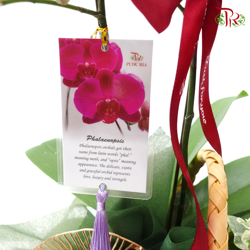 Phalaenopsis Orchid Arrangement Worth RM148 - Random colour - Pudu Ria Florist