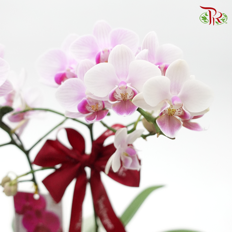 Phalaenopsis Orchid Arrangement Worth RM148 - Random colour - Pudu Ria Florist