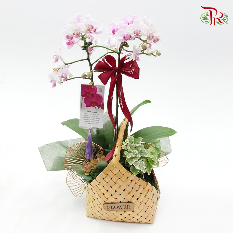 Phalaenopsis Orchid Arrangement Worth RM148 - Random colour - Pudu Ria Florist