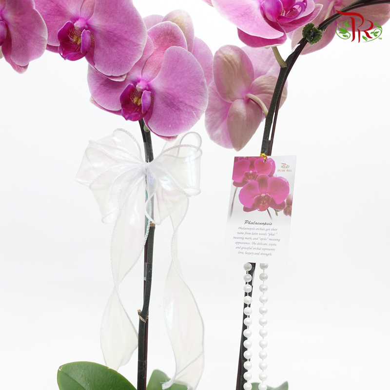 Wonderful Gift- Di Pots Orchid Arrangement-1 (Random Choose Colour) - Pudu Ria Florist