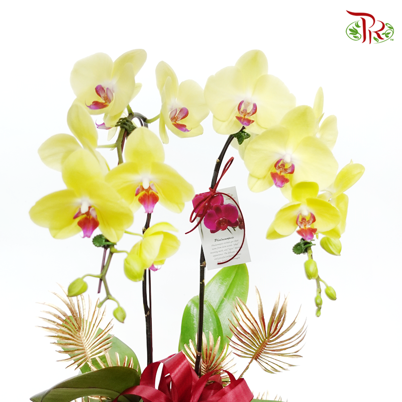 Perfect gift- Di Pot big Orchid Phalaenopsis - Pudu Ria Florist