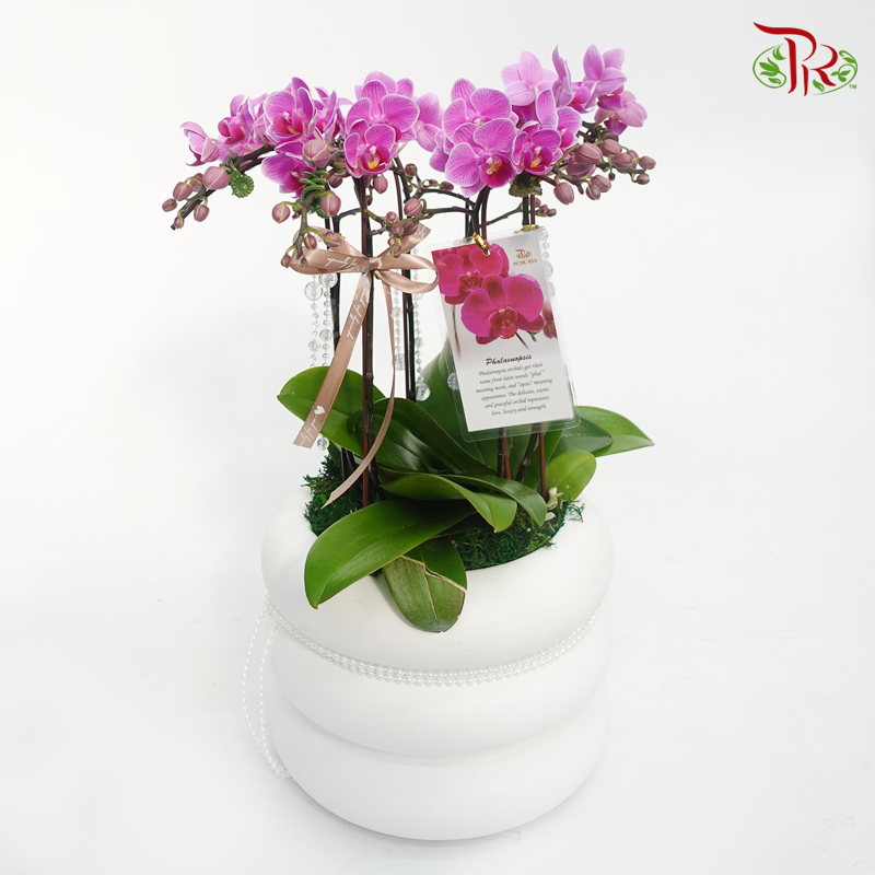 Perfect gift- Tri Pot Mini Orchid Phalaenopsis (Green Pot/ White Pot) - Pudu Ria Florist