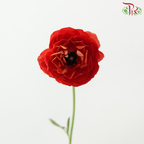 Ranunculus 《花毛茛》
