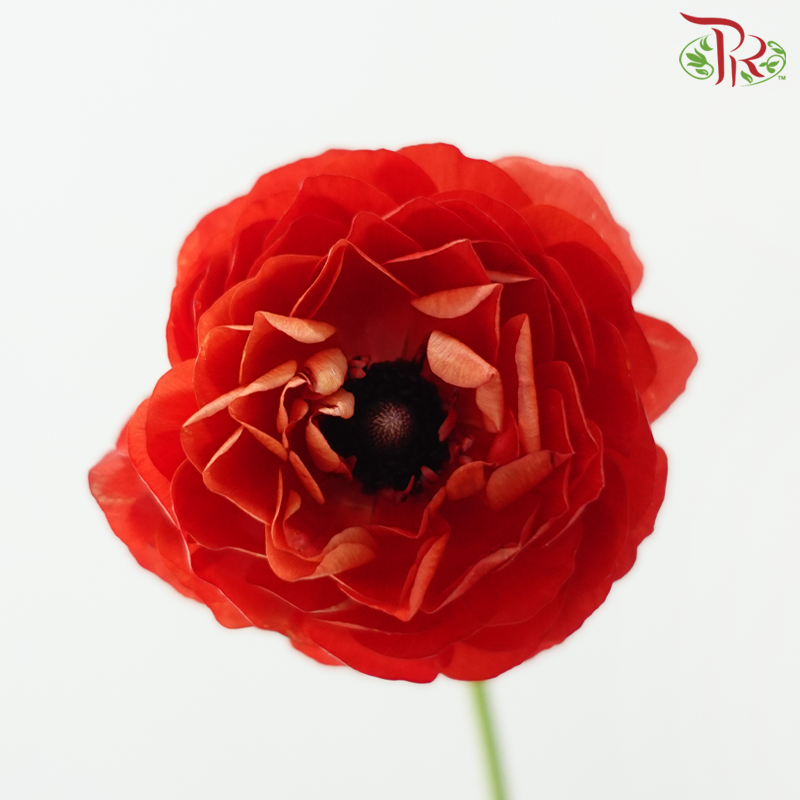 Ranunculus 《花毛茛》