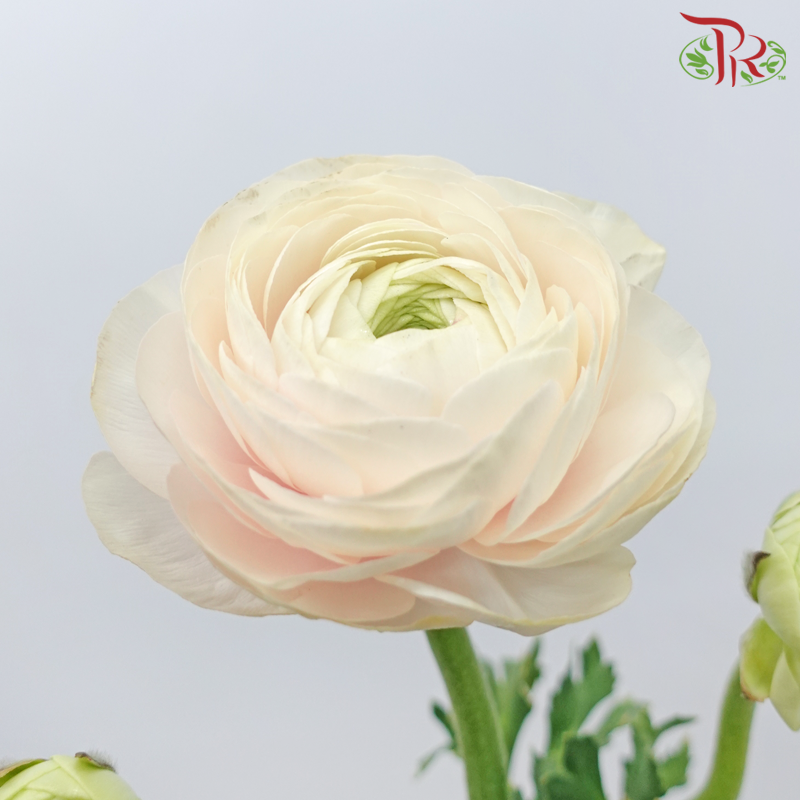 Ranunculus Cloni