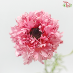 Ranunculus 《花毛茛》