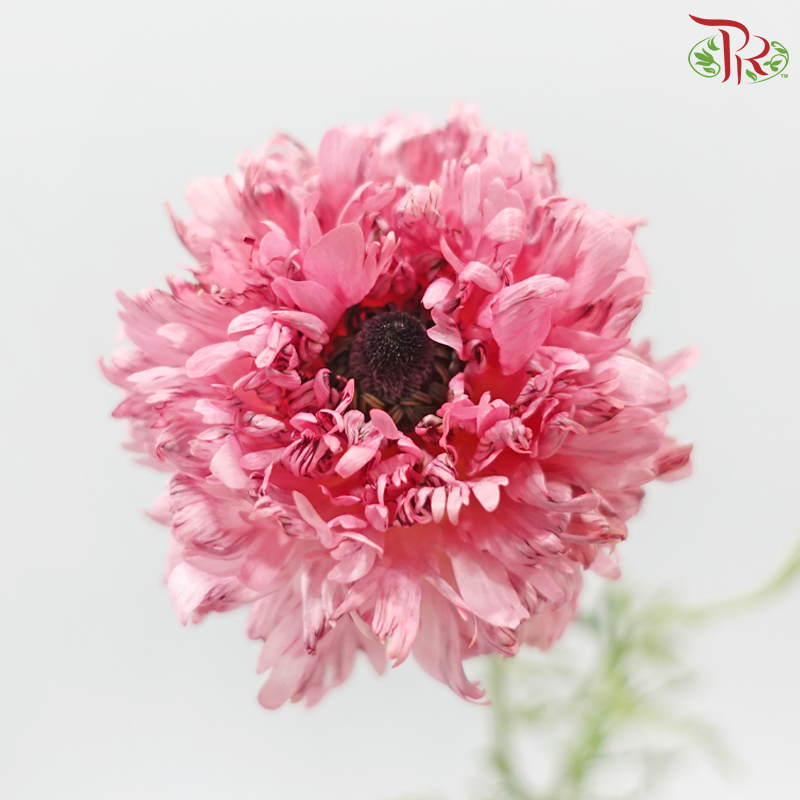 Ranunculus 《花毛茛》
