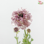 Ranunculus 《花毛茛》