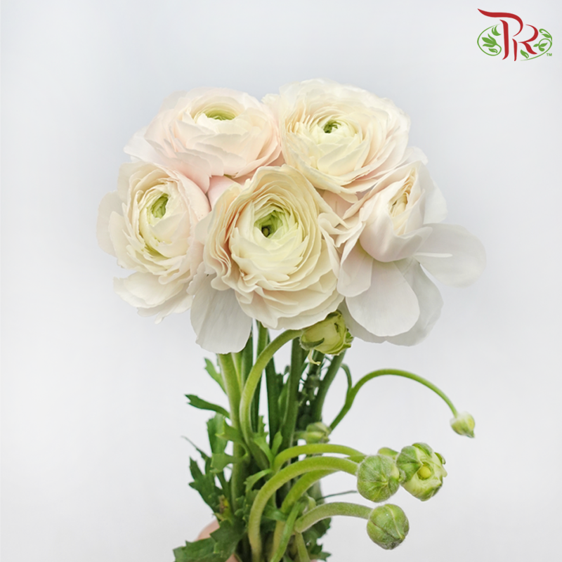 Ranunculus Cloni