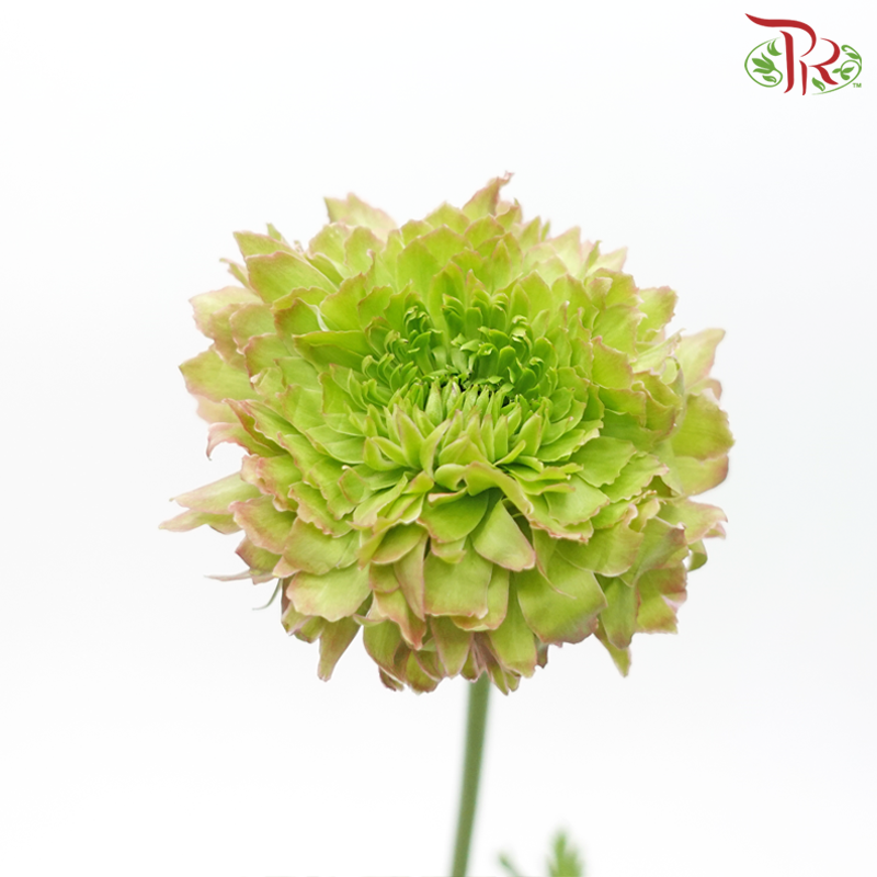Ranunculus Pon Pon - Tone Pink/ Dark Pink (Per Bunch) - Pudu Ria Florist