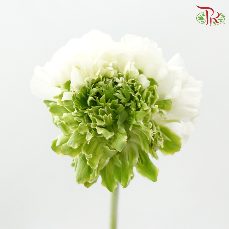 Ranunculus Pon Pon