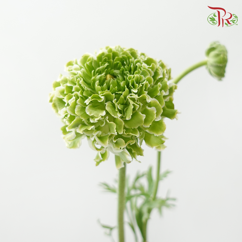 Ranunculus Pon Pon