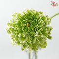 Ranunculus Pon Pon