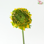 Ranunculus Pon Pon