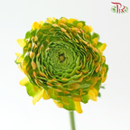 Ranunculus Pon Pon