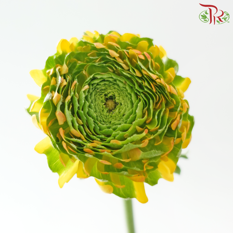 Ranunculus Pon Pon