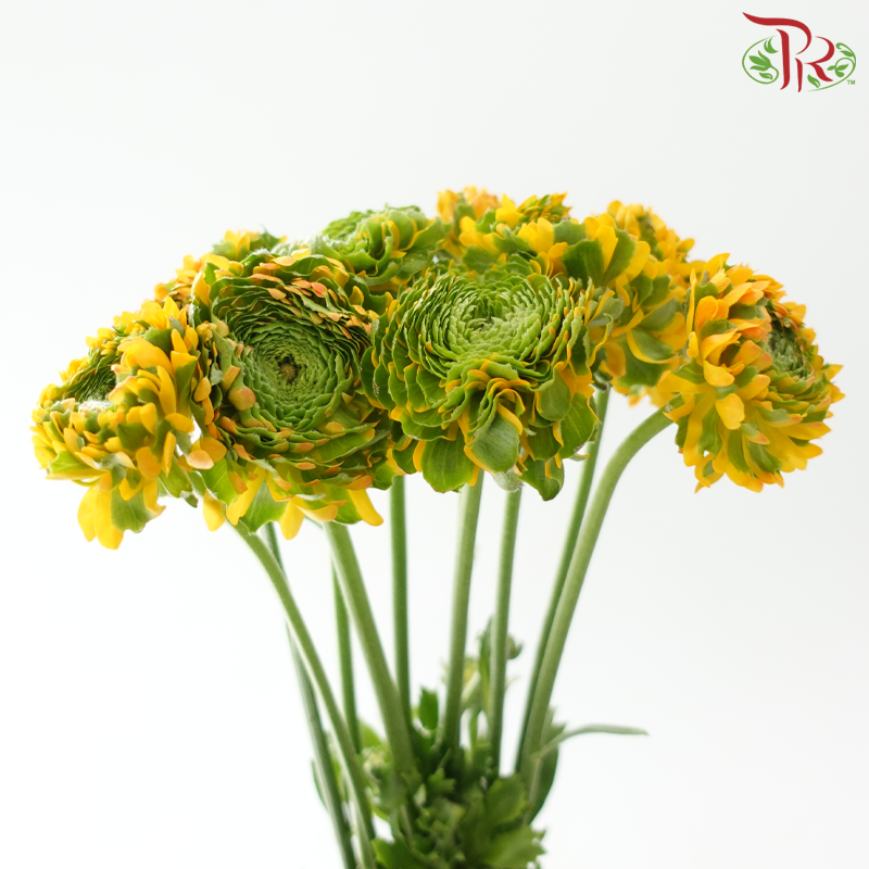 Ranunculus Pon Pon