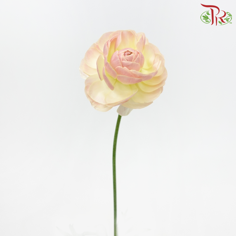 Ranunculus