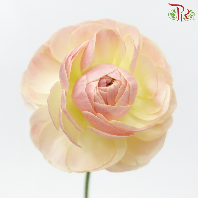 Ranunculus