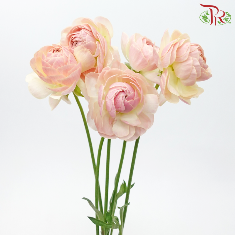 Ranunculus