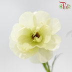 Ranunculus Butterfly
