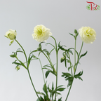Ranunculus Butterfly 《蝴蝶小牡丹》
