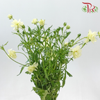 Ranunculus Butterfly